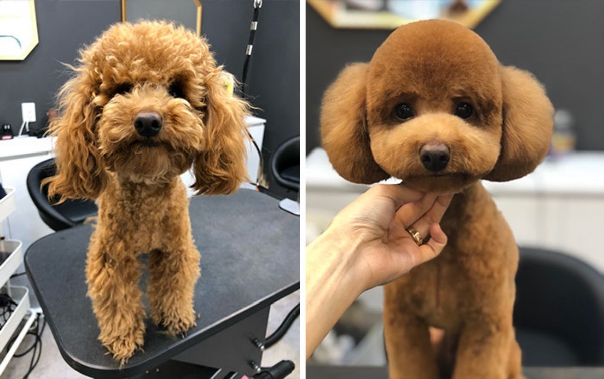 Bella before and after grooming
