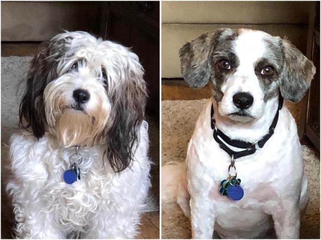 Charlie before and after grooming