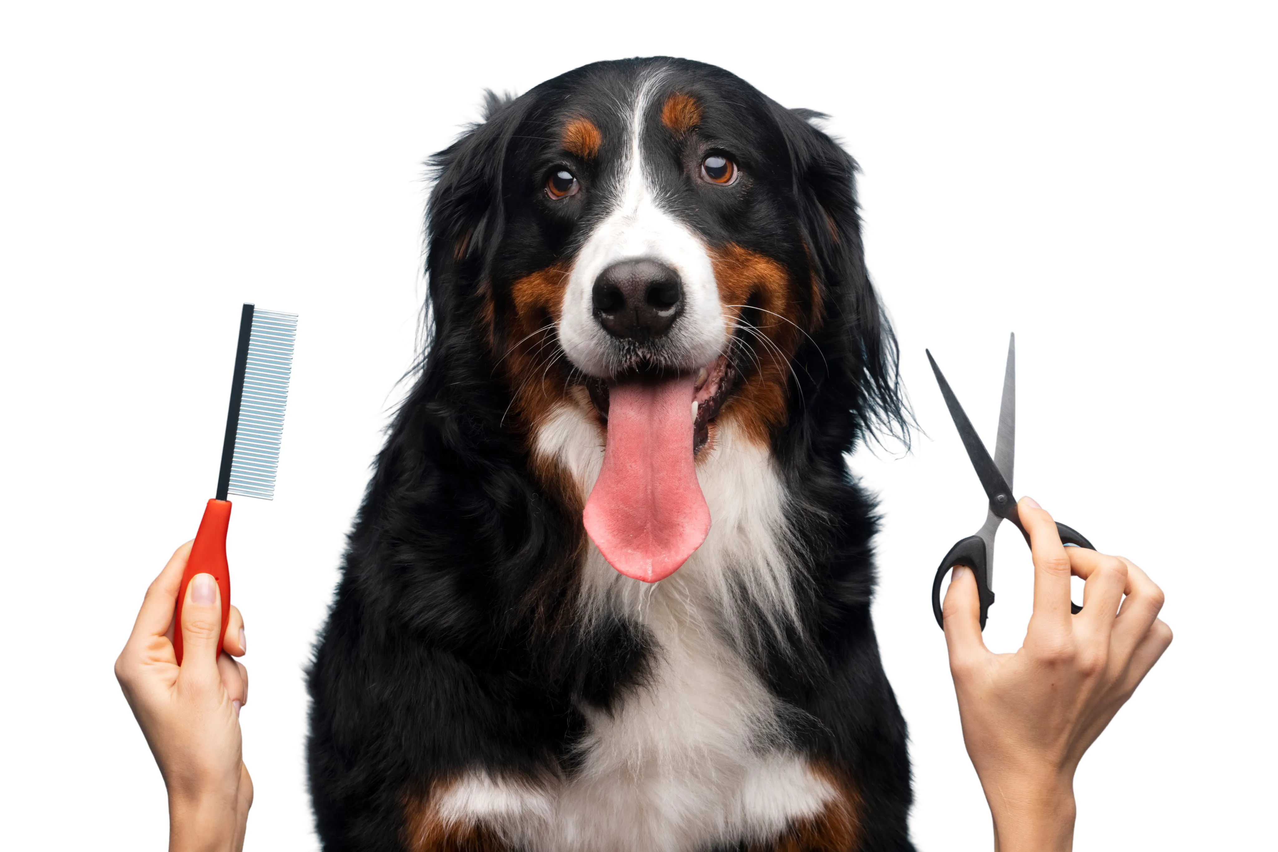 Mobile Pet Grooming - Professional grooming at your doorstep